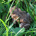 American toad