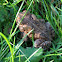 American toad