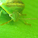 Unknown Shield Bug