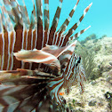 Lionfish