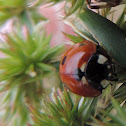 Seven-spotted Lady Beetle
