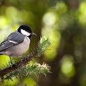 Great Tit