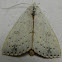 Deadwood Borer Moth