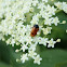 Clytra quadripunctata