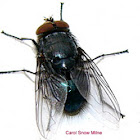 Fly