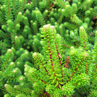 Black crowberry