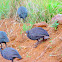 Helmeted Guineafowl