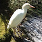 Cattle egret
