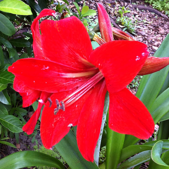Spotting Image 1