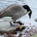 Canada Goose