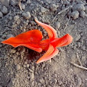 Tesoo : Flame of the forest ( टेसू : जंगल की ज्योति )