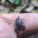 scorpion