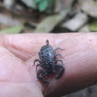 scorpion