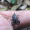 scorpion
