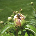 Northern Paper Wasp