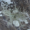 Beard Lichen
