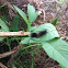Woolly Bear