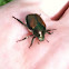 Japanese Beetle