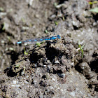 Common Blue Damselfly