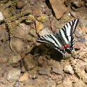Zebra Swallowtail Butterfly