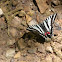 Zebra Swallowtail Butterfly