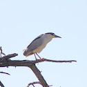 Black Crowned Night Heron