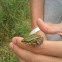 Marsh Frog