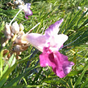Desert Willow