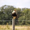 Southern Crested Caracara