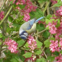 Blue Tit