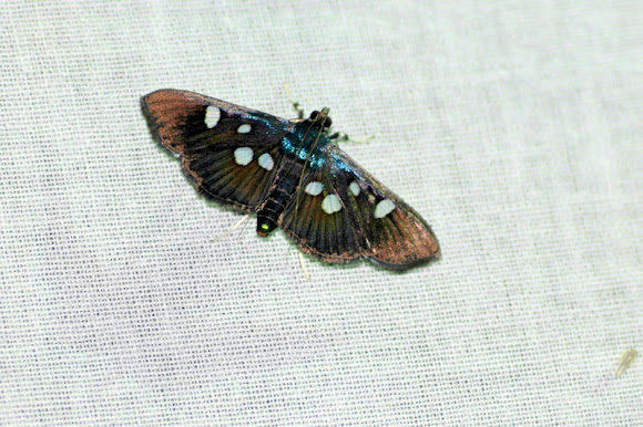 Spotting Image 1
