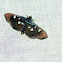 Moth
