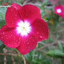 Madagascar Periwinkle