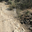 Gopher snake