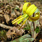Yellow Trout Lily