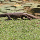 Water monitor