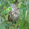 Brown Thrasher