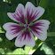 French Hollyhock