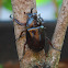Rhinoceros Beetle