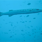 Barracuda