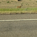White-Tailed Deer