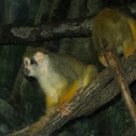 Squirrel monkey