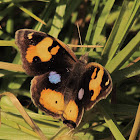 Yellow Pansy
