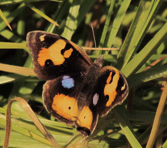 Spotting Image 1