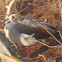 Egyptian Goose