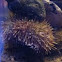 Green Sea Urchin