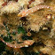 Black-faced blenny
