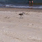Willet