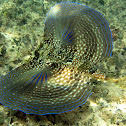 Flying gurnard