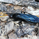 Tarantula Hawk Wasp
